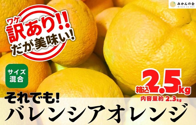訳あり バレンシアオレンジ  国産 箱込 2.5kg (内容量 2.3kg ) サイズミックス 和歌山県産 産地直送 みかんの会  AX410