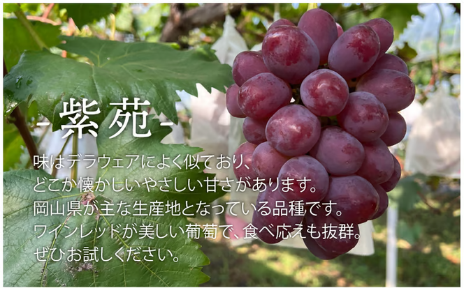 【2026年先行予約】訳ありご家庭用 紫苑(しえん)/ 約2.2kg (岡山県産) 【KF-B085-03】