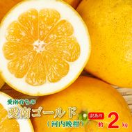 訳あり 愛南ゴールド ( 河内晩柑 ) 2kg みかん 蜜柑 河内晩柑 和製 グレープフルーツ お試し量 傷 不揃い 規格外 常温 愛媛県 愛南町青果市場 発送: 4月上旬～なくなり次第終了