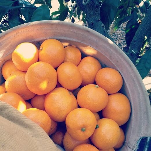 【先行予約】Saito Orange Farmの早生(わせ)みかん5kg ｜ 柑橘 みかん ミカン フルーツ 果物 愛媛　※離島への配送不可　※2024年11月中旬頃より順次発送予定