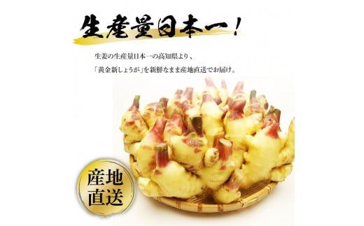 【CF-R7hbk】SNS003　高知県産ハウス黄金新しょうが2kg - しょうが ショウガ 生姜 坂田信夫商店 新生姜 新鮮  黄金しょうが 高知 国産 生姜焼き しょうが湯 ふるさとのうぜい 故郷納税 10000円 返礼品 高知県産