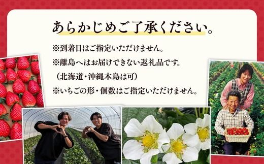 栃木おいしい会のいちご（とちあいか）260g×4パック（1040g）｜栃木県共通返礼品 栃木県産 ※離島への配送不可 ※2026年1月上旬～4月下旬頃に順次発送予定