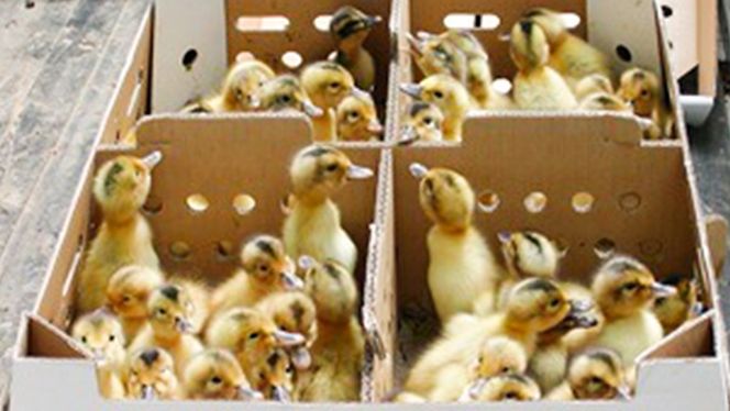 愛がも米 「 コシヒカリ 」 5kg ( 玄米 ) 令和7年産 除草剤不使用 農薬不使用 化学肥料不使用 米 コメ こめ こしひかり [AI004ci]