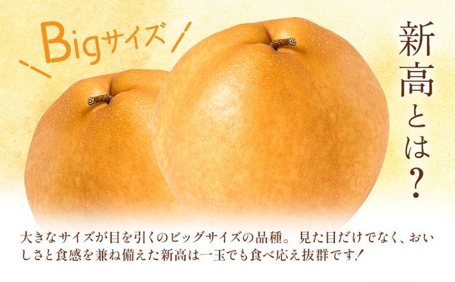 新高梨 約 1.8kg 4～7玉 約 5kg 6～16玉 約 10kg 12～32玉 日本フルーツ株式会社《9月上旬-10月上旬頃出荷》熊本県 荒尾市 新高梨 梨 果物 フルーツ スイーツ デザート ギフト ご贈答---sn_nfntn_ad9_r8_10500_1800g---