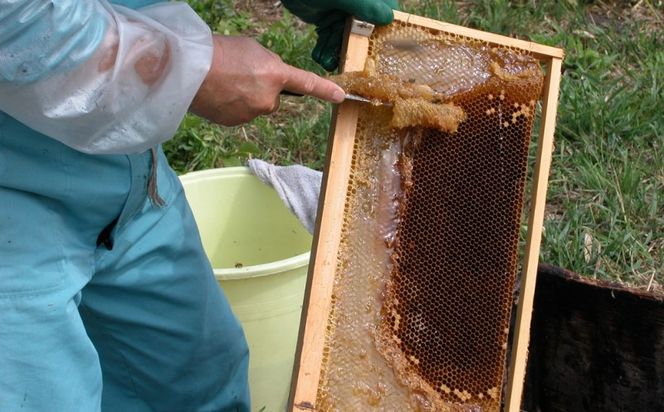 はちみつ 国産 蜂蜜 6本組 セット レンゲ アカシア クローバー リンゴ ボダイジュ 百花蜜 各180g×1 ハチミツ 