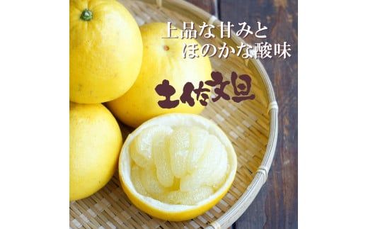 【先行予約】【果樹園直送】土佐文旦 4L 2個入り 1.5kg 大玉〈2027年2月中旬～3月中旬頃発送〉 特選品贈答用 果物 柑橘 フルーツ ぶんたん ブンタン 文旦 お取り寄せ 産地直送 おいしい 高知県 土佐市 【白木果樹園】 [BQAI003]