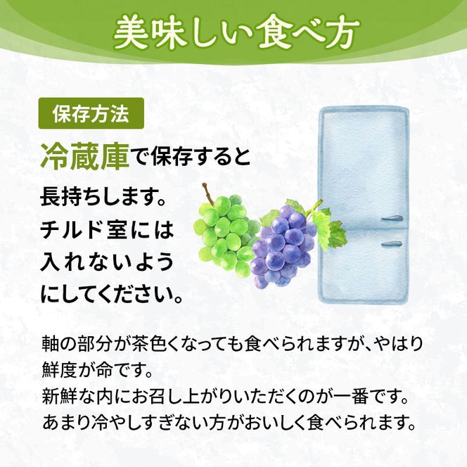 訳あり シャインマスカット 約2kg ご家庭用 辻葡萄園 ぶどう 葡萄 フルーツ 果物 岡山県産 岡山のぶどう 食後 デザート おやつ  数量限定