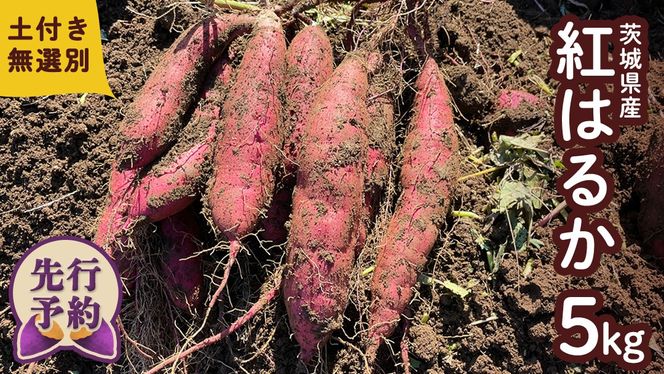 【 先行予約 】 土付き無選別 茨城県産 紅はるか 5kg 【 2024年11月より順次発送 】 さつまいも 芋 サツマイモ 甘い 焼き芋 スイートポテト ねっとり 土付き 無選別 [DX08-NT]