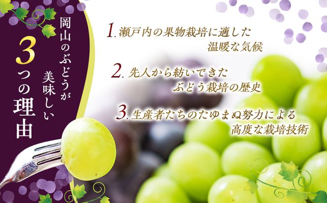 ぶどう 2026年 先行予約 オーロラブラック 約2kg 4～5房 ご家庭用 ブドウ 葡萄 フルーツ 果物 岡山 赤磐市産 農マル園芸 あかいわ農園 種なし 大粒 高糖度 