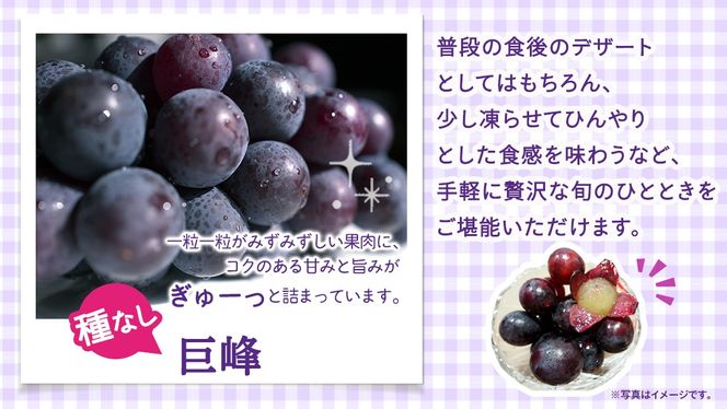 ＼ 選べる内容量 ／種なし 巨峰 約1.3kg(約2房) / 約2kg(約4房) / 約5kg(約8～12房)【2026年7月より発送開始】（茨城県共通返礼品 [ぶどう]：結城市産） ぶどう 種なし巨峰 フルーツ デザート 果物 食べやすい 旬