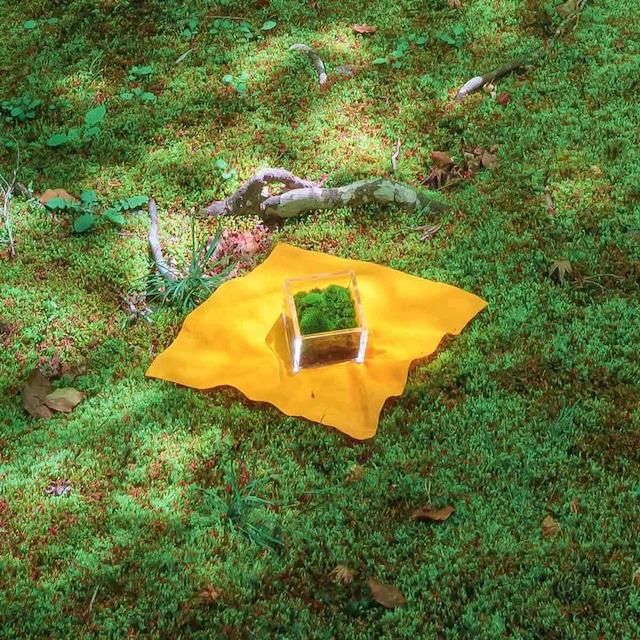 【銀座花粂】清水寺の苔 春 (3月20日頃到着 寄付日：2月3日から3月1日の方) 261009_A-SM001