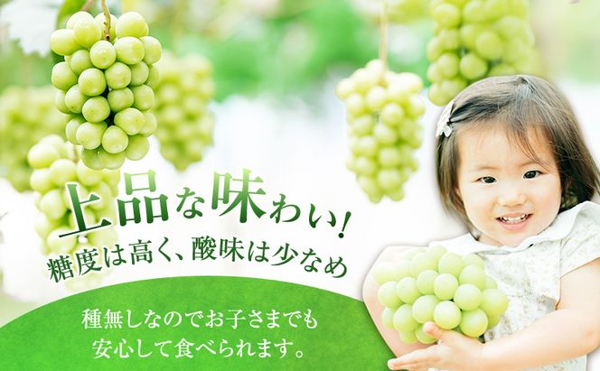 ぶどう 2026年 先行予約 ［ご家庭用］ シャイン マスカット3～5房（合計2kg以上） ブドウ 葡萄  岡山県産 国産 フルーツ 果物 OEC KINGDOM ぶどう家 果物類 