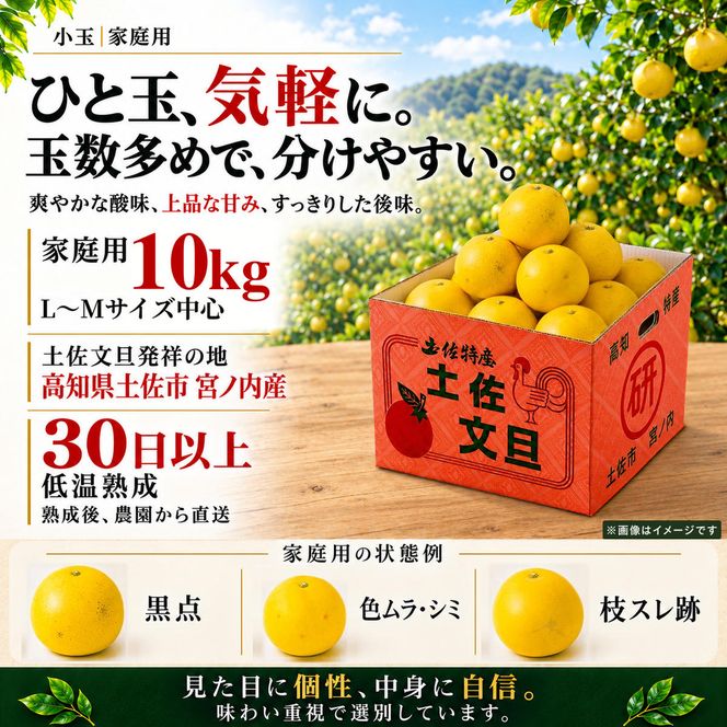 土佐文旦 小玉 10kg 家庭用 日本ギフト大賞受賞 文旦発祥の地 園主こだわり 食べ切りサイズ L～M 高知県土佐市産 高知県産 国産 10キロ ぶんたん ブンタン みかん 柑橘類 高級フルーツ 果物 産地直送 お取り寄せ ギフト 数量限定 季節限定 先行予約 やの一果彩[BQAC018]