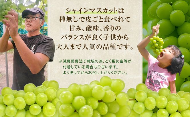 ぶどう 2026年 先行予約 シャインマスカット 1房 約500g  減農薬／ハウス栽培 ブドウ 葡萄  岡山県産 国産 フルーツ 果物 ギフト ばんの農園 果物類 