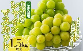 FYN6-634 ご家庭用 山形県産 大粒ぶどう シャインマスカット 1.5kg以上(3~4房) 種無し 葡萄 ぶどう ブドウ マスカット 果物 くだもの フルーツ 規格外 訳あり ワケアリ 自宅 家庭 山形県 西川町 月山