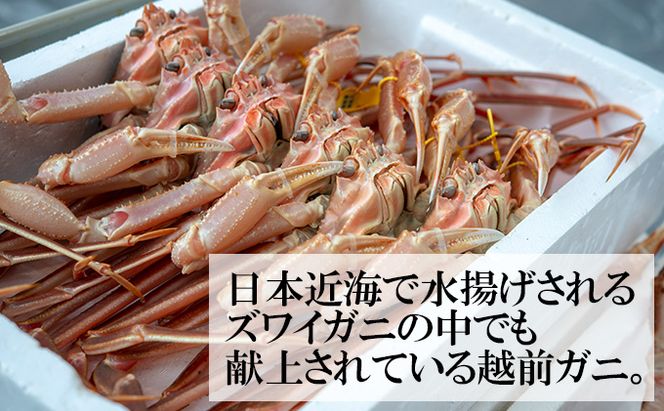 かに 年末配送 茹で 越前がに 約600g以上 1杯 ずわい蟹 ボイルカニ ボイル 魚介類