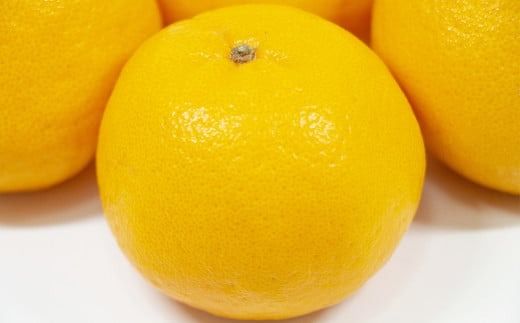 【先行受付】特別栽培ポンカン 10kg サイズミックス 柑橘 ポンカン ぽんかん フルーツ 果物 果実 九州産 熊本県 上天草市【2026年1月上旬から2月下旬発送予定】