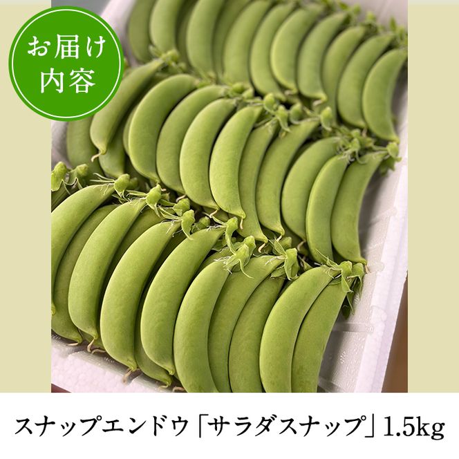 ＜先行予約受付中！2027年1月中旬以降順次発送予定＞ 数量限定！鹿児島県阿久根市産スナップエンドウ (1.5kg) サラダスナップ 国産 鹿児島県産 阿久根市産 えんどう 野菜 豆 エンドウ スナップえんどう 煮物 和え物 炒め物 豆類 【牧内健志】akn050-01
