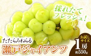 【先行予約】たたらみねらる 瀬戸ジャイアンツ お試しサイズ 1房 約550g《2026年8月下旬-10月下旬頃出荷予定》 Y＆G.ディストリビューター株式会社 岡山県 笠岡市 マスカット ぶどう ブドウ 葡萄 フルーツ 果物---Y-15---