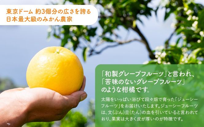 【先行予約】ジューシーフルーツ5kg（2027年5月中旬より順次発送） IKTF038
