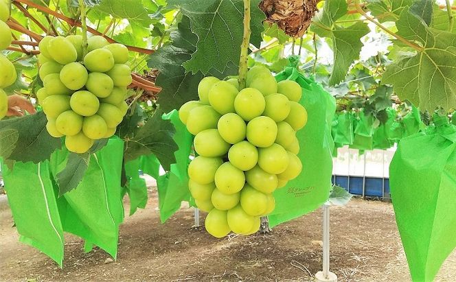 【 2026年 先行予約 】ぶどう 岡山県産 シャインマスカット 1房(約700g以上) 食べ比べ 定期便 3回 コース 《2026年9月-12月出荷》 葡萄 ブドウ 岡山県産 フルーツ 果物 数量限定 里庄町 