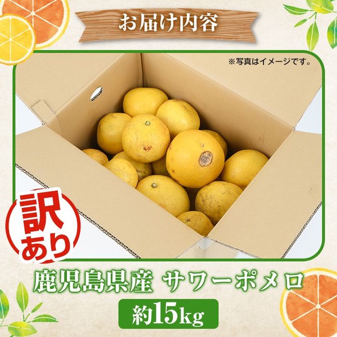 訳ありサワーポメロ(約15kg) 国産 果物 フルーツ 柑橘 甘味 酸味 デザート おやつ【松永青果】akn053-44