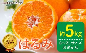 DZ6108_【2027年先行予約】秀品 はるみ 和歌山 有田 S～2Lサイズ 大きさお任せ 約5kg