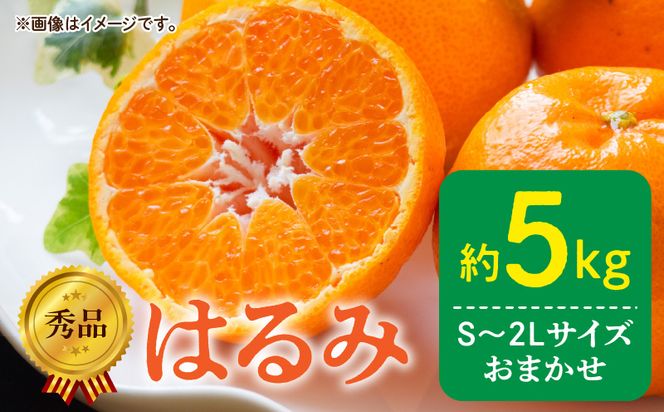 DZ6108_【2027年先行予約】秀品 はるみ 和歌山 有田 S～2Lサイズ 大きさお任せ 約5kg
