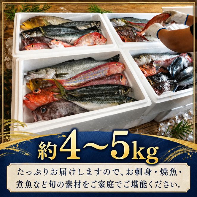 京都府宮津市産『朝どれ！山一鮮魚おおきに便』約4～5kg 魚介類 セット 産地直送 鮮魚 内臓処理加 鮮度抜群 冷蔵 詰め合わせ 旬 鯛 myz02 myz11 myz17