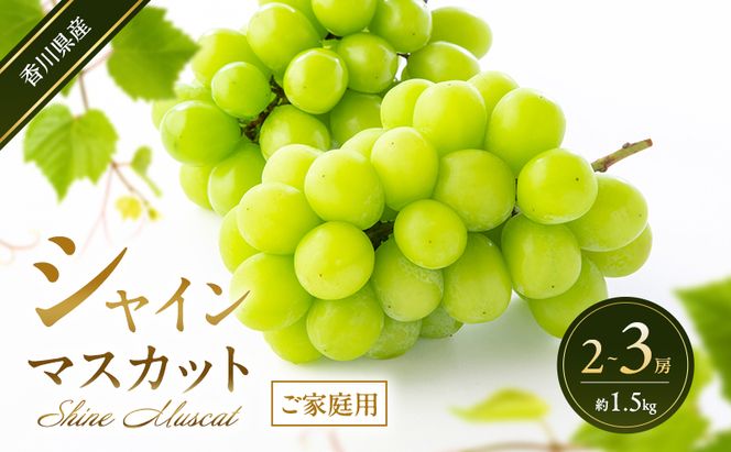 シャインマスカット 【ご家庭用】 2～3房(約1.5kg) 葡萄 ぶどう ブドウ フルーツ 果物 くだもの 果実 旬の果物 旬のフルーツ 香川 香川県 東かがわ市