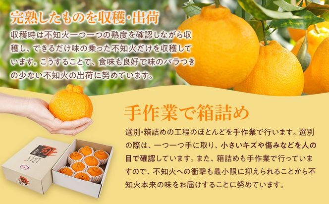 アルギット 不知火 約2.5kg 大玉 サイズ（8～9玉）| 先行予約 不知火 デコ みかん 甘い おいしい ジューシー 完熟 期間限定 数量限定 フルーツ 果物 柑橘 人気 おすすめ 高級 こだわり ギフト 旬 お取り寄せ 送料無料 和歌山 有田川町    DT014