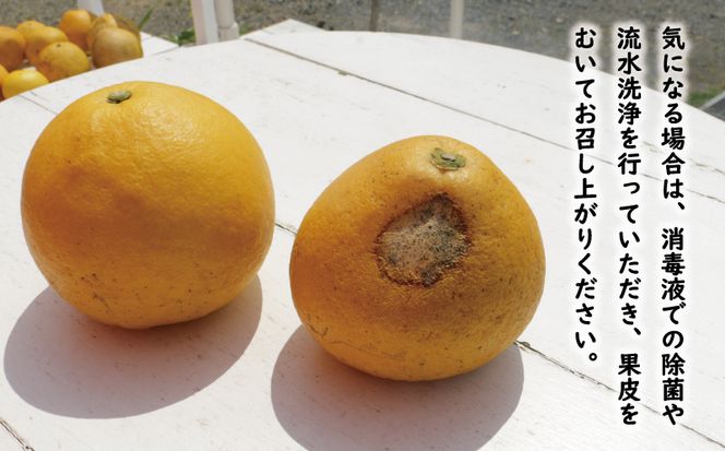 訳あり 文旦 13.5kg 13000円 ぶんたん みかん mikan 蜜柑 ミカン わけあり 家庭用 産地直送 国産 農家直送 糖度 期間限定 数量限定 特産品 ゼリー ジュース アイス 人気 限定 甘い 果実 果肉 フルーツ 果物 柑橘 ビタミン 健康 美味しい おいしい ジューシー 小玉 含む サイズ ミックス 規格外 傷み補償 500g ミッチーのおみかん畑 愛南町 愛媛県
