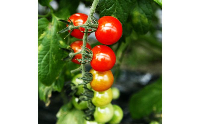 フルーツトマト食べくらべセット 1.5kg 