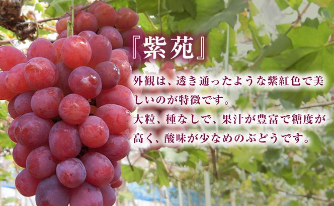 【 2026年 先行予約 】ぶどう 桃 ぼっけぇうめぇ フルーツ 定期便 3回 コース -2 ( 白桃 ・ シャインマスカット ・ 紫苑 )《2026年8月-10月出荷》 岡山県産 フルーツ 果物 数量限定 里庄町 