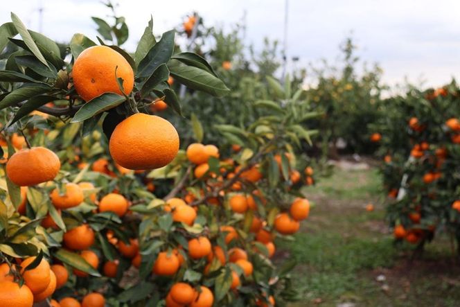 【2026年3月以降順次発送】数量限定 有田みかんの産地から届く 果汁100％！ 搾りたての柑橘ジュース 180ml×12本  DB004