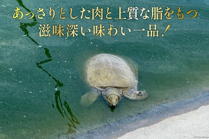 CI116 極上! スッポン鍋 セット 4～5人前 [スッポン すっぽん 鍋 すっぽん鍋]