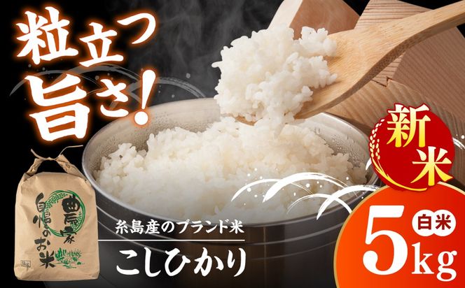 【令和8年産】 こしひかり 白米 5kg 糸島市産 糸島市 / 糸島の恵み コメ こめ ご飯[AGR021]