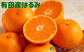 ［厳選・濃厚］紀州有田産のはるみ約5kg(M～Lサイズおまかせ) ★2027年1月下旬頃より順次出発送［TM28w］ BZ92119