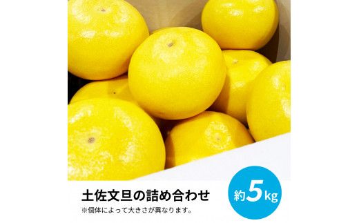 【CF-R7hbk】TKA039　先行予約 土佐の柑橘 土佐文旦 5kg 詰め合わせ 文旦 5キロ ぶんたん 柑橘 高知県 高知 返礼品 故郷納税 14000円 果物 くだもの フルーツ お取り寄せ 美味しい おいしい ギフト プレゼント 贈答品 お歳暮 御歳暮 贈り物 熨斗 のし 常温