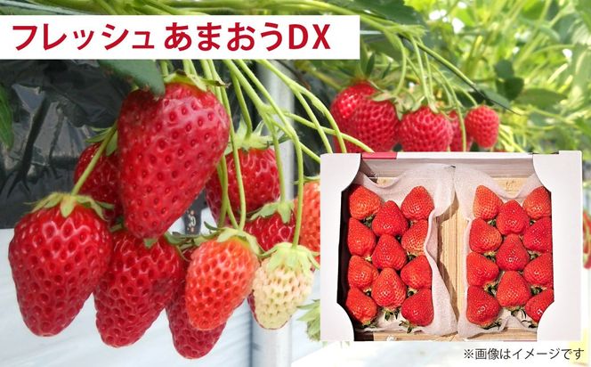 【2026年3月上旬～7月下旬発送予定】【3回定期便】あまおう贅沢チーズケーキセット (フレッシュあまおう、冷凍あまおう、プレミアムあまおうレアチーズケーキ) 冷凍 冷蔵