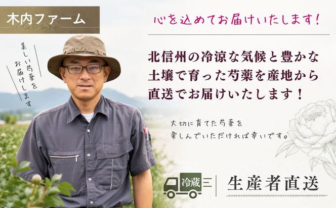 【先行予約】芍薬 切花 おまかせ2〜3品種 25本セット 《出荷時期：2027年5月上旬より》木内ファーム（Ca-001) 