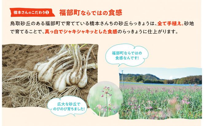 橋本さんちの根付き生らっきょう 12kg 312011_BL006