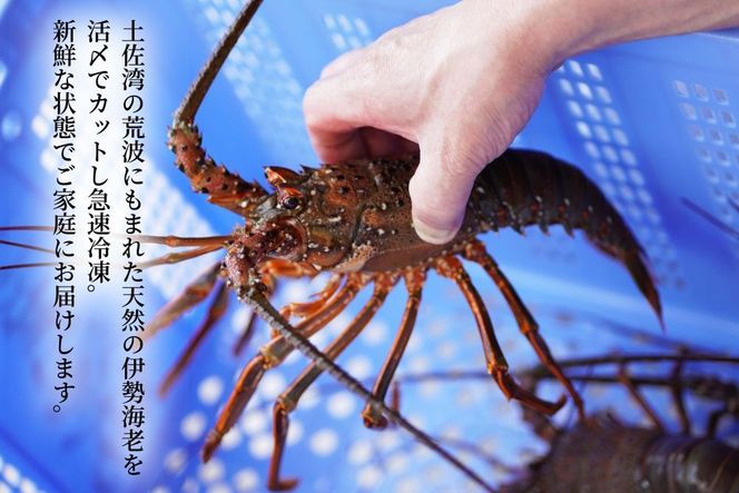 天然活〆伊勢海老 1kg（冷凍）【ご家庭用】 伊勢えび イセエビ 冷凍 活締め 土佐湾 寺尾鮮魚店 老舗 高級 刺身 鍋 蒸し焼き フライ 調理簡単 急速冷凍 新鮮 カット済み 行列 ぷりぷり食感 おせち料理 ギフト プレゼント 贈り物 お取り寄せ グルメ 海鮮 安芸市 高知県