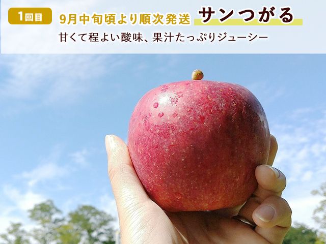りんご 定期便 3ヶ月 青森 訳あり リンゴ 3種 サンつがる 紅玉 サンふじ 約5kg (18～20玉) 3回 たわわ農園 フルーツ 果物 定期 9月・10月・11月発送予定 ※オンライン決済限定