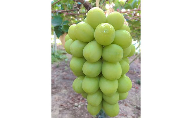 ぶどう 2026年 先行予約 農家こだわりの シャイン マスカット ＆ ニュー ピオーネ 2房 合計約1.2kg 贈答クラス 葡萄 岡山県産 国産 フルーツ 果物 ギフト 【 Nini farm 農家 直送 】 デザート 