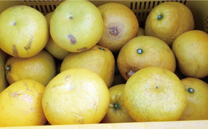 訳あり 文旦 7kg 8000円 ぶんたん みかん mikan 蜜柑 ミカン わけあり 家庭用 産地直送 国産 農家直送 糖度 期間限定 数量限定 特産品 ゼリー ジュース アイス 人気 限定 甘い 果実 果肉 フルーツ 果物 柑橘 ビタミン 健康 美味しい おいしい ジューシー 小玉 含む サイズ ミックス 規格外 傷み補償 500g ミッチーのおみかん畑 愛南町 愛媛県