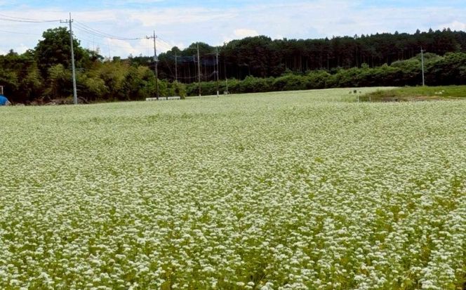 令和7年度 栃木県鹿沼市産 そば粉 1kg | 蕎麦 蕎麦粉 ガレット ※北海道・沖縄・離島への配送不可
