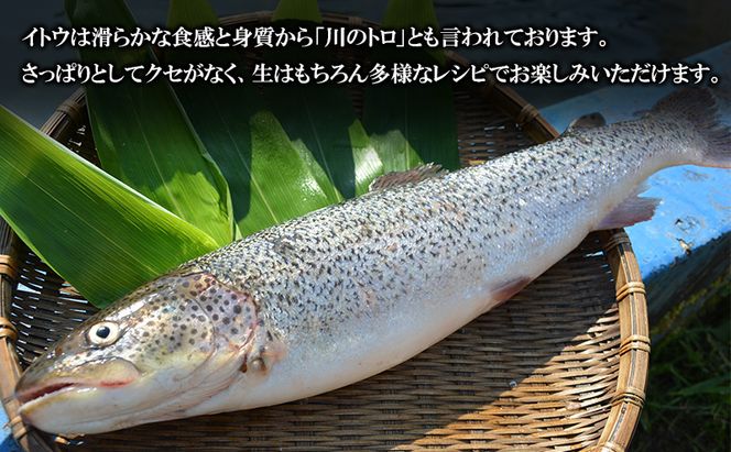 鰺ヶ沢産「幻の魚イトウ」フィレ1枚 約500g 魚貝類 川魚 