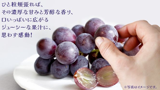 【 お中元 熨斗付き】 巨峰 １房 【2026年8月上旬発送開始】(茨城県共通返礼品：大子町) ぶどう 葡萄 ブドウ フルーツ 果物 スイーツ ギフト 贈答用 贈り物 プレゼント