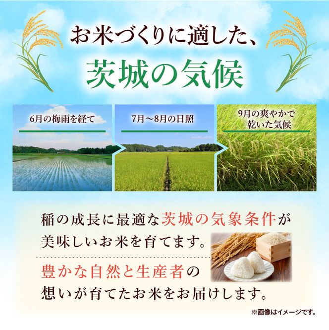 令和7年産 茨城県産 コシヒカリ15kg（5kg×3袋）【お米 米 コメ こめ こしひかり 北茨城市 茨城県】(AL255)